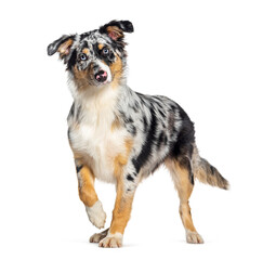 Standing alert Blue merle australian shepherd  looking at the camera, isolated on white