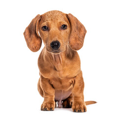 Three month old puppy brown shorthair Dachshund, isolated on white