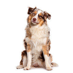 Eyes closed, sitting red merle Young Australian Shepherd, isolated on white