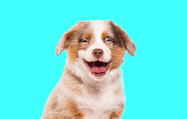 Happy three months old Puppy red merle Bastard dog cross with an australian shepherd and unknown breed agaisnt blue background