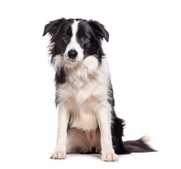 Sitting Young Border collie dog, isolated on white