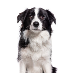 Head shot of a Young Border collie, isolated on white dog