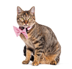 Tabby crossbreed cat wearing a collar, isolated on white