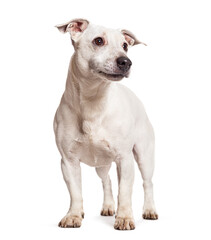 White Jack russell terrier, isolated on white