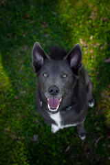 Gray dog with white spots on the green grass in the park