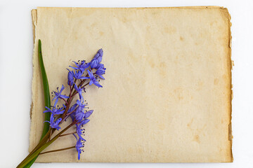 Spring flowers are snowdrops Scilla bifolia and paper for text background. Copy space, top view. Holiday card. Holiday background
