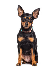 Miniature Pinscher wearing a dog collar, isolated on white