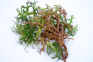 Fresh  seaweed isolated on white background