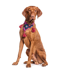 Vizsla dog wearing a scarf, isolated on white