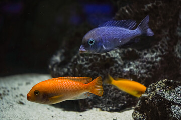 Discus, colorful cichlids in the aquarium, freshwater fish that lives in the Amazon basin. Colored, bright fish in the aquarium. A variety of marine fish.