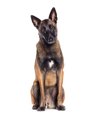 Old Malinois dog starting to turn grey, isolated on white
