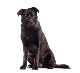 Black Mongrel dog, cross Samoyed and Dogue de Bordeaux;, isolated on white