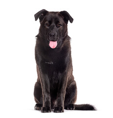 Black Mongrel dog, cross Samoyed and Dogue de Bordeaux; isolated on white