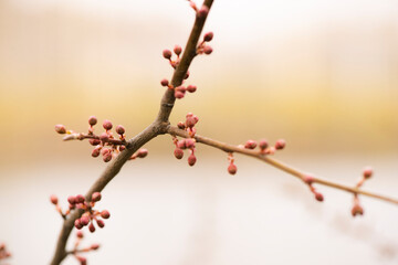 The new buds begin to appear in the spring