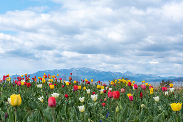 木古内町木サラキ岬