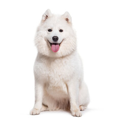 Sitting Samoyed dog panting, isolated on white