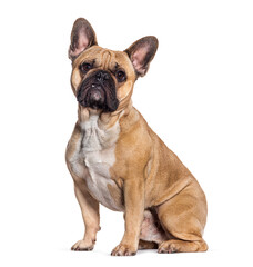 Fawn French Bulldog isolated on white