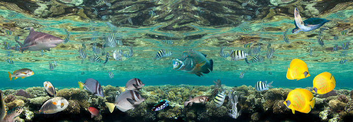 Panoramic underwater scene. Coral reef, colorful fish groups and sunny sky shining through clean sea water.