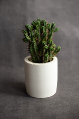 Home plants potted cactus on gray fabric background