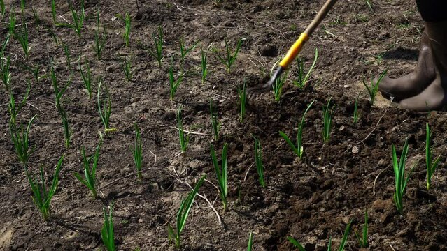 A woman using a hand rake processes the beds with garlic and onions growing on them. Caring for plants in the garden.