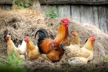 chicken