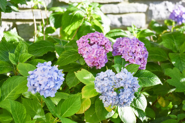 紫陽花のある風景