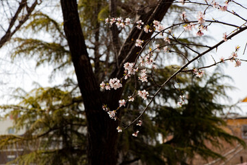 The new buds begin to appear in the spring