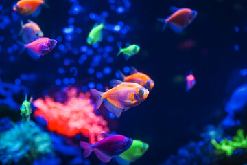A flock of beautiful neon glowing fish in a dark aquarium with neon light. Glofish tetra. Blurred background. Selective focus. Underwater life.