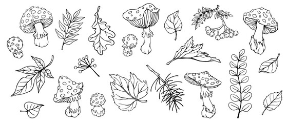 Linear sketch, coloring of fly agaric mushrooms and, autumn leaves, forest plants. Vector graphics.