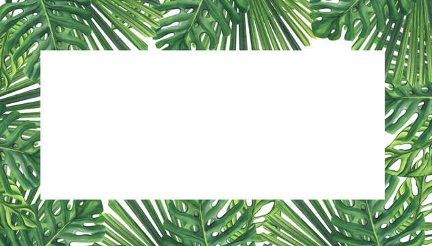 Banner Frame green palm leaves. Monstera Likuala Jungle tropical exotic foliage. Hand-drawn watercolor illustration isolated on white background. For design logo card poster label invitations