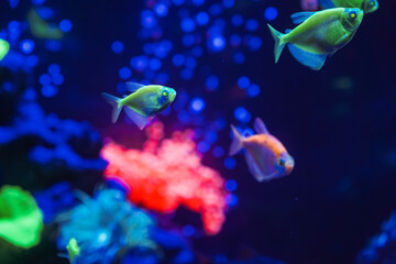 A flock of beautiful neon glowing fish in a dark aquarium with neon light. Glofish tetra. Blurred background. Selective focus. Underwater life.