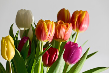 Tulpenstillleben 