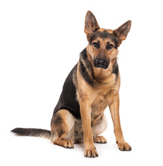 Sitting German shepherd dog looking at the camera, isolated on white