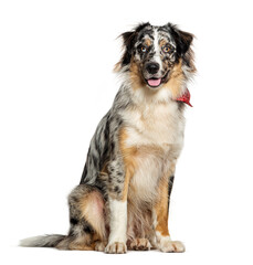 Blue merle australian shepherd sitting wearing a red scarf isolated on white