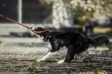 Border Collie dog walking at the city park. Dog fun. Cute pet. Dog tricks. Smart domestic dog breed