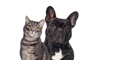 Black french bulldog and tabby cat sitting together and looking at the camera, Isolated on white