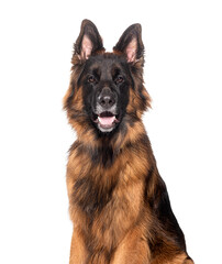 Head shot of a long-haired German shepherd panting mouth open, isolated on white