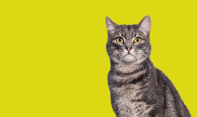 Head shot of a Grey tabby cat sitting and looking at the camera, on yellow background