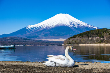 富士山と白鳥