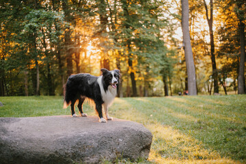 Fototapeta premium Border Collie dog walking at the city park. Dog fun. Cute pet. Dog tricks. Smart domestic dog breed