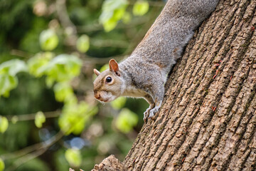 Monza: photo of a Squirrel with a chestnut in the Monza park, Italy