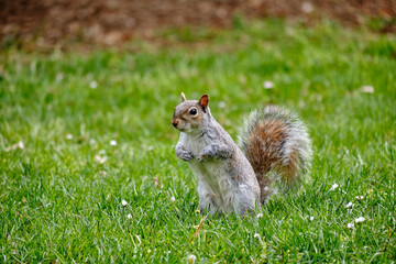 Monza: photo of a Squirrel with a chestnut in the Monza park, Italy