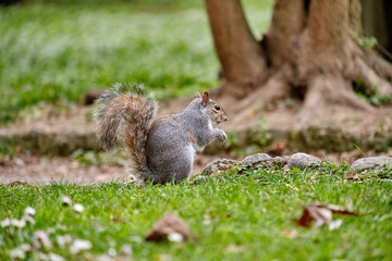 Naklejka na ściany i meble Monza: photo of a Squirrel with a chestnut in the Monza park, Italy