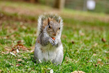 Monza: photo of a Squirrel with a chestnut in the Monza park, Italy