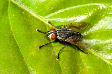 Closeup shot of a fly on the green leaf