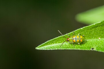 Closeup shot of a green corn beetle on the leaf