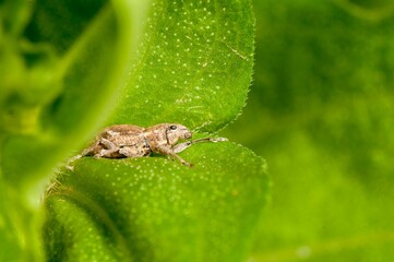 Closeup shot of a band-winged grasshopper sitting on a fresh green leaf