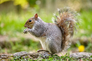 Naklejka na ściany i meble Monza: photo of a Squirrel with a chestnut in the Monza park, Italy