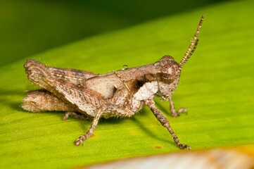 Closeup shot of a grasshopper on the leaf