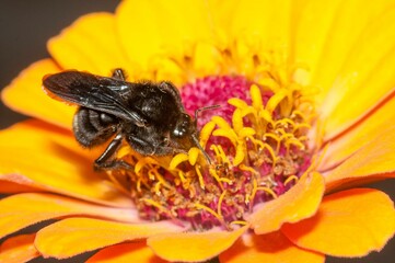 Closeup shot of a black bee on the orange flower